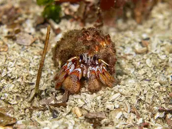 Blackeyed Hermit Crab