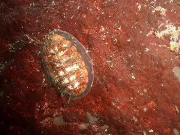 Painted Dendrochiton