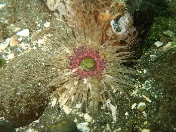 burrowing anemone