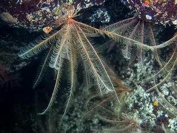 Northwest Feather Star
