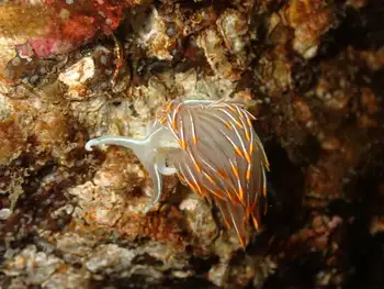 Horned Nudibranch