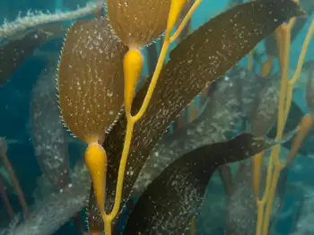 Giant Kelp