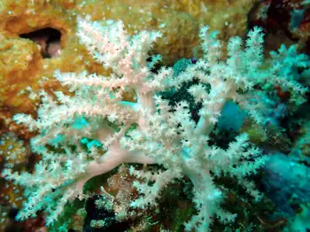 bushy lemnalia coral