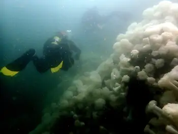 Diver and Metridium Anemones