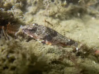 Roughback Sculpin