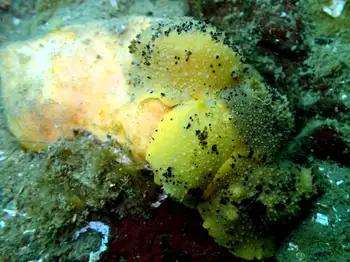 Monterey Sea Lemons and Sponge