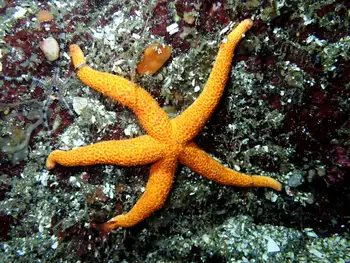 long spined blood star