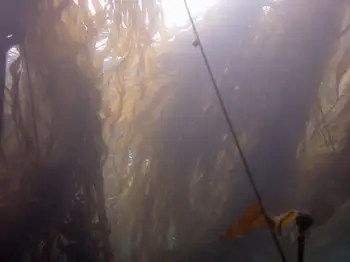 Bull Kelp