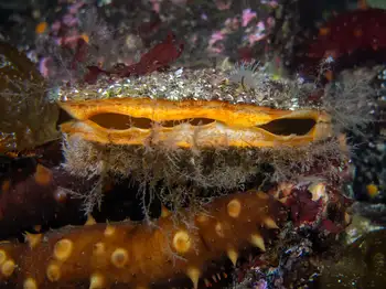 Rock Scallop