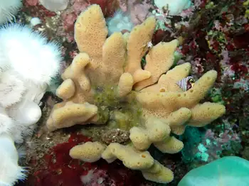 glove sponge