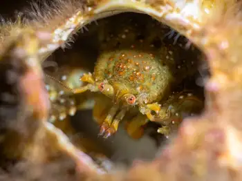 Granular Claw Crab