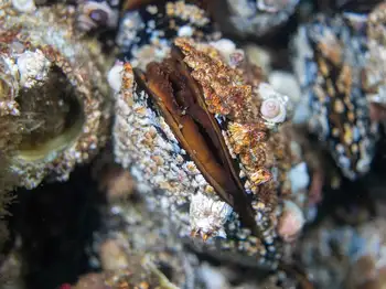 California Mussel
