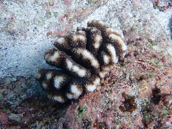 pocillopora meandrina coral