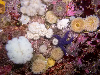 Anemones