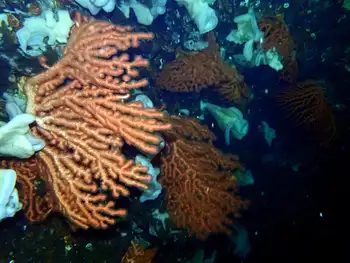 Bubblegum Coral