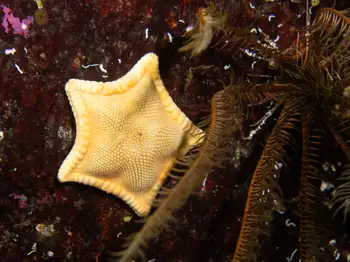 Cookie Star