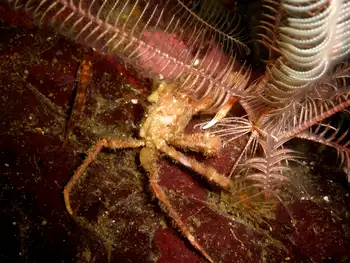 Sharp Nosed Crab and Northwest Feather Star