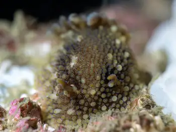 Barnacle Eating Nudibranch