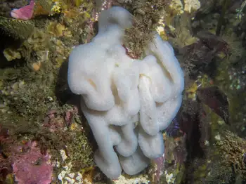 compound tunicate