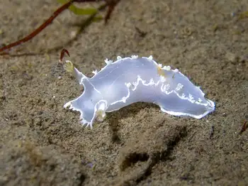 Diamondback Nudibranch