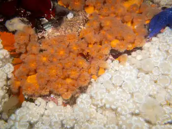 Short Plumose Anemones