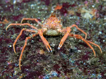 Longhorn Decorator Crab