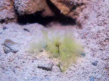 F Unknown
