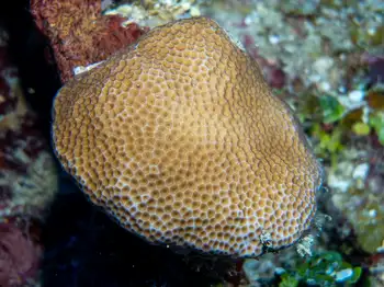 Coral