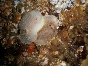 Nanaimo Nudibranchs