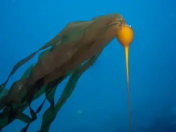 Bull Kelp