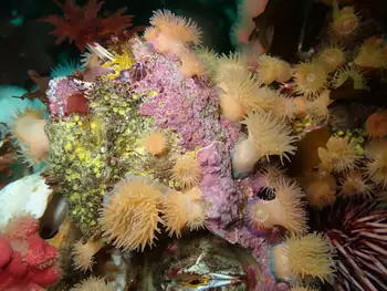 proliferating anemone