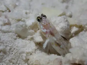 Fierce Shrimp Goby