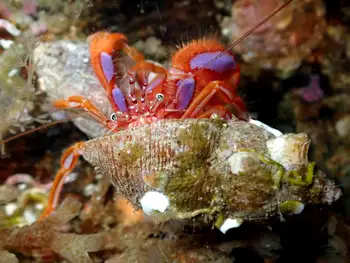 Brilliant Hermit Crab