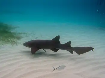 nurse shark