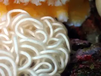 Orange Peel Nudibranch Eggs