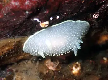 white pilose nudibranch