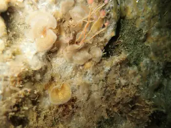 Leaf Crust Bryozoans