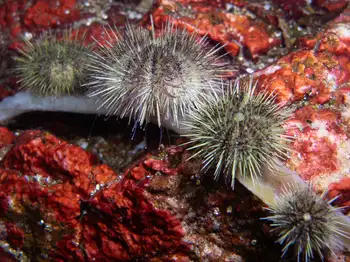 Green Sea Urchins