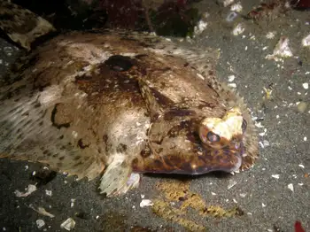 spot flounder