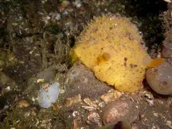 Nanaimo Nudibranch and Monterey Sea Lemon