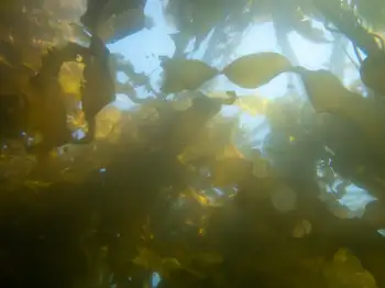 Giant Kelp