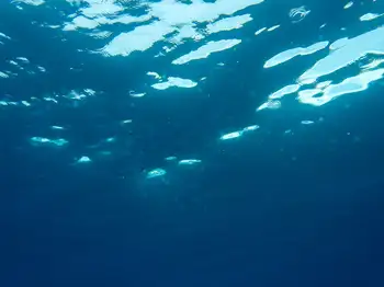 Comb Jellies