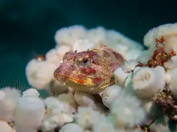 Red Irish Lord Sculpin