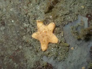 Sea Star