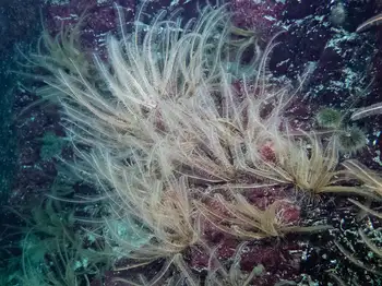 Northwest Feather Stars