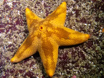 Slime Star
