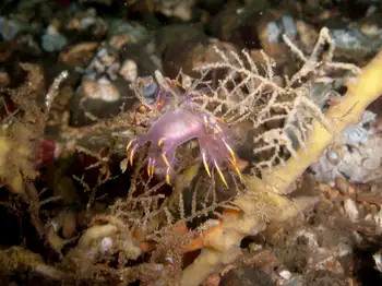 Multicolor Dendronotid and Coarse Sea Fir Hydroids