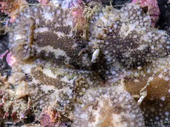 Barnacle Eating Nudibranchs