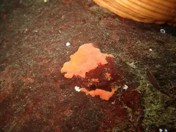 orange encrusting bryozoan