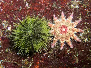 Rose Star and Green Sea Urchin